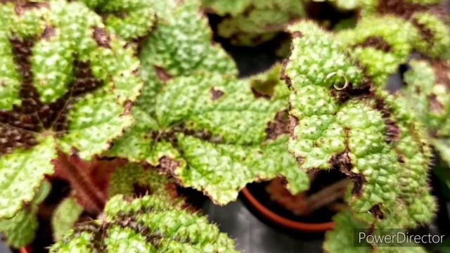 Quick Care Tips: Iron Cross Begonia смотреть онлайн