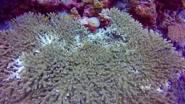 (77) Last Dive 2021 | CAVE Rasdhoo-Atoll смотреть онлайн