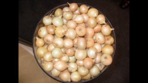 Сорт лука Штуттгартер Ризен