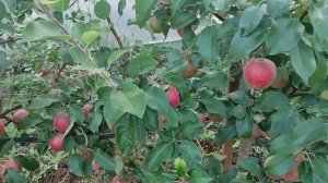 Мой сад 27.08.23