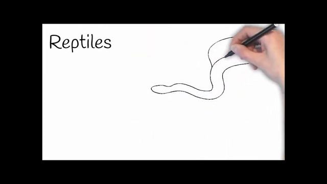 Classification of the 5 groups of vertebrates - The Animal Kingdom смотреть онлайн