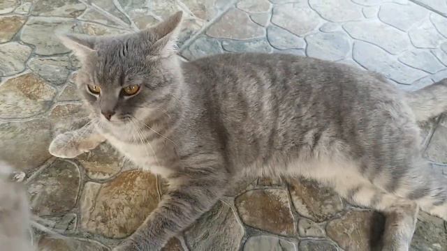 Вечерняя идиллия семейства котов. Кот  Макс и кошка Матильда