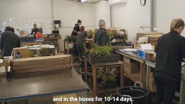 Australian Plants Online X April Ford | About Us 30 Sec смотреть онлайн