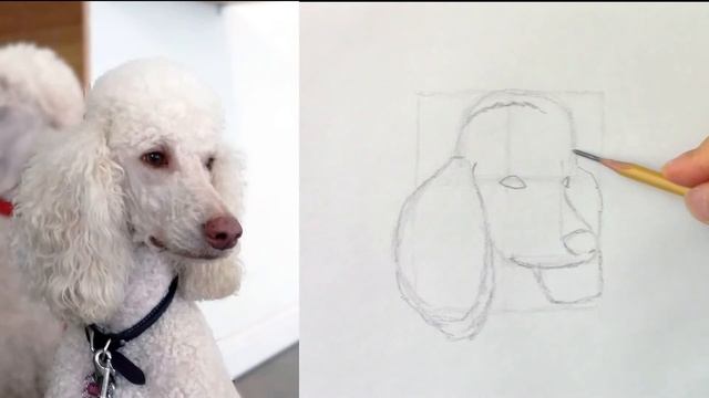 Draw a Poodle easily / A Sketch a Day #13 смотреть онлайн