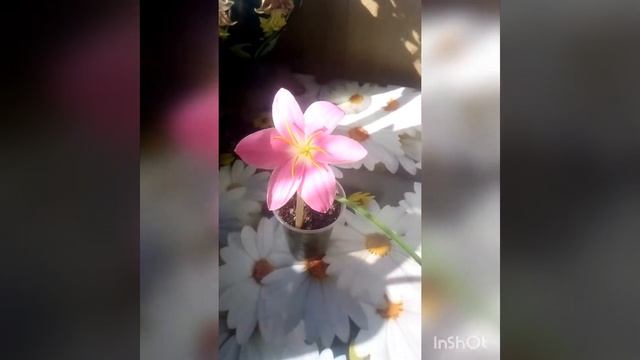 Обзор цветущего зефирантеса + опыление смотреть онлайн