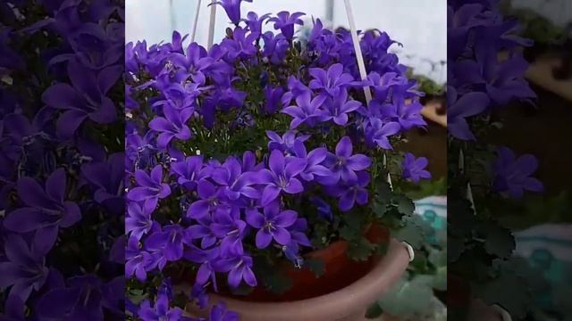 Жених(кампанула) смотреть онлайн