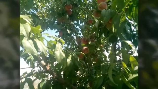 Персик з кісточки##частина 3## смотреть онлайн