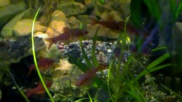 #Aquarium. Барбусы и пецилии.