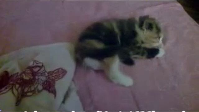 Как выключить кошку! смотреть онлайн