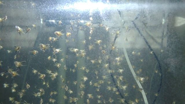 Кормление Скалярии смотреть онлайн