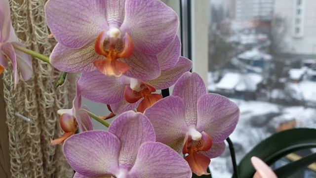 Оставь ЦВЕТОНОС ОРХИДЕИ для ПЫШНОГО цветения орхидей и ПОВТОРНОГО ЦВЕТЕНИЯ орхидей смотреть онлайн