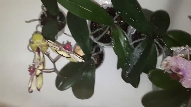 Душ для орхидей! Купаем ПРАВИЛЬНО???☘ смотреть онлайн