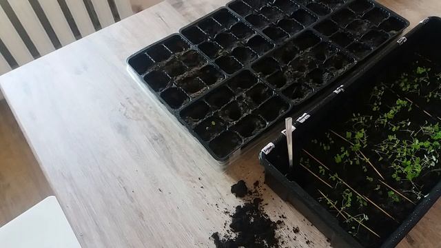 КАК ПИКИРОВАТЬ КЛУБНИКУ? | Клубника из семян смотреть онлайн