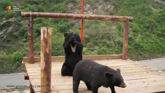 Смешные Звери! Танцующие медведи! Это нужно видеть! Смешные медведи! Приколы с Животными