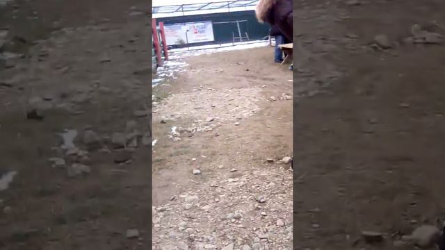 Волки в зоопарке смотреть онлайн