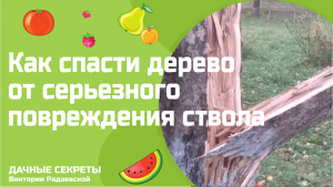 🍎 Как спасти яблоню с серьезным повреждением ствола? Экстренные меры спасения!|Виктория Радзевская