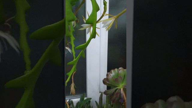 Мои Эпифилумы