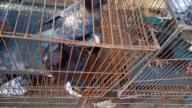 সবথেকে কবুতরের হাট পর্ব-২২ Largest pigeon market in Khulna খালিশপুর, নয়াবাটি, @user-BeautyofPets смотреть онлайн
