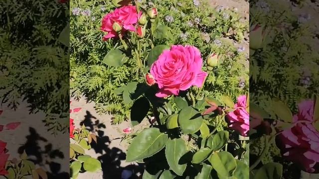 Роза Нью Фешин, Лиебесцаубер, Даймон Джубили, Юрианда, Джиральдо (Вин роуз, Виен розе) смотреть онлайн