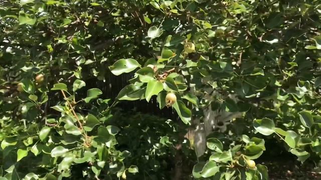 Любимая дача в июне/ прекрасный летний сад смотреть онлайн