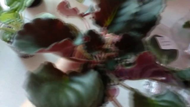 Расширяю свою коллекцию. Посылка с фиалками. смотреть онлайн