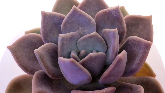 Echeveria 'Garoto'