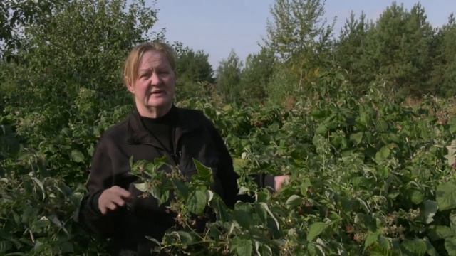 У дачи малина рашбуш смотреть онлайн