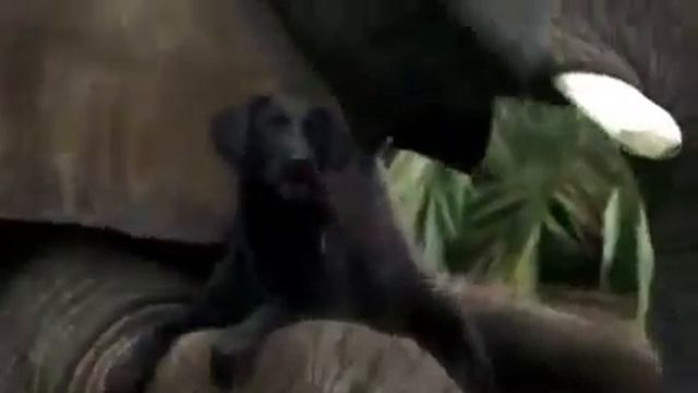 Просто невероятная дружба слона и собаки смотреть онлайн