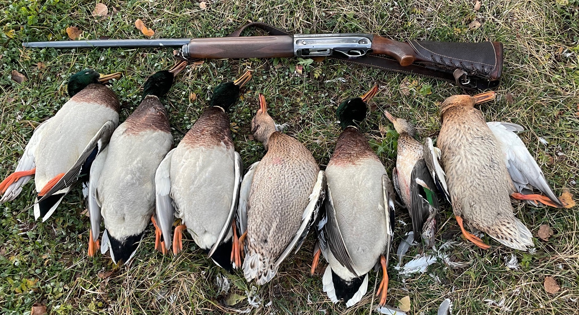 Охота на утку осень с подхода 2023 смотреть онлайн