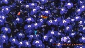 Лобелия ампельная Сапфир ? ампельная лобелия Сапфир обзор: как сажать, семена лобелии Сапфир