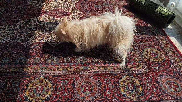 шпиц сушится после купания🐕🐕🐕 смотреть онлайн