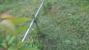 Для Сибири! Как из формировки кордоном сформировать черешню стланцем.