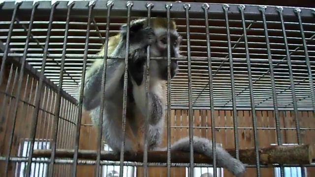 обезьянка смотреть онлайн