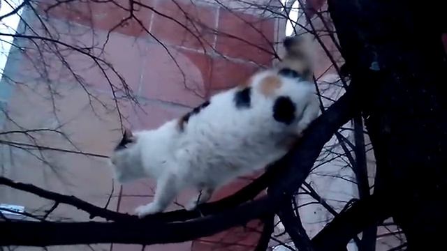 Апрельский кот на дереве. Crazy cat. Миасс смотреть онлайн