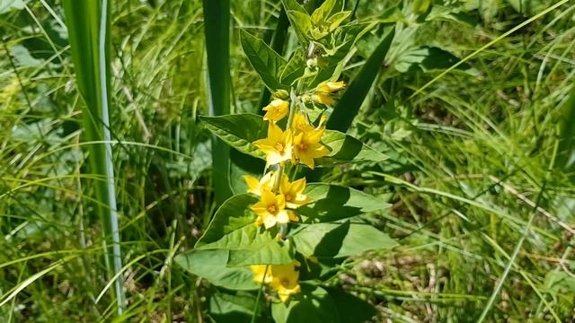 Punktierter Gilbweiderich - Ganze Pflanze - 03.06.18 (Lysimachia punctata) - Wildkräuter bestimmen смотреть онлайн