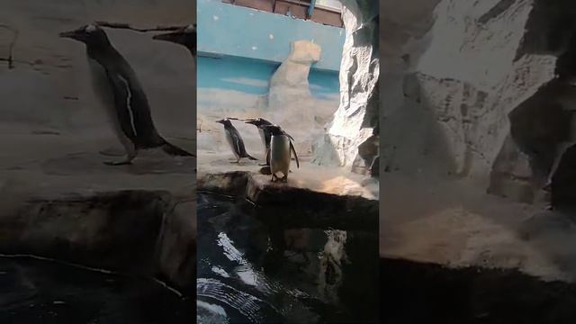 пингвины в московском зоопарке смотреть онлайн
