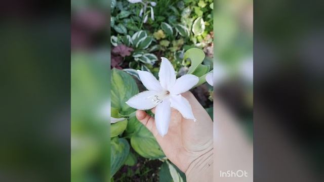 Хоста Ambrosia!