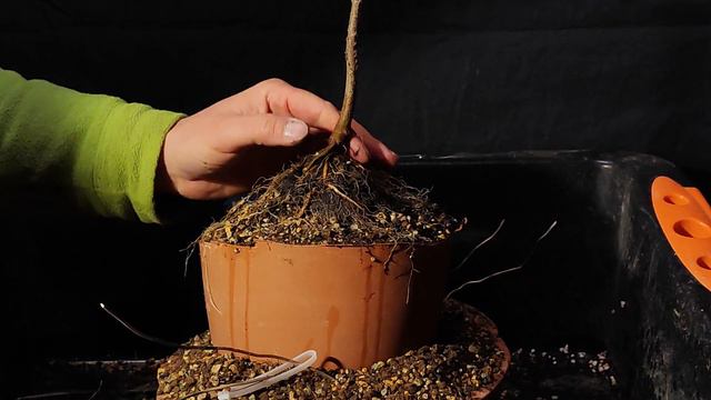 Dreispitzahorn über Stein 1. Jahr смотреть онлайн