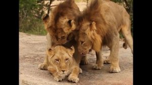 3 ЛЬВА НА 1 ЛЬВИЦУ!!!!!!!!!!!!!!!!! ЛЬВЫ ЗАЖИГАЮТ!!!!!!!!!!!!!