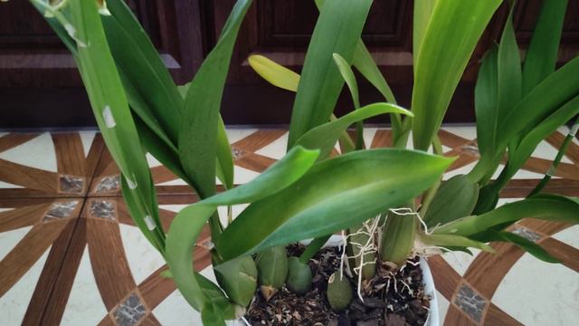 CAMBRIA 'JUNGLE MONARCH' (ONCIDIUM JUNGLE MONARCH, COLMANARA JUNGLE MONARCH)