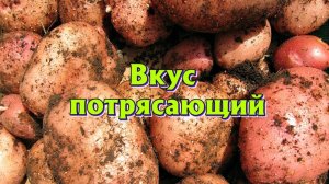 Лучшие самые урожайный раннеспелые сорта картошки для подмосковья и средней полосы России.