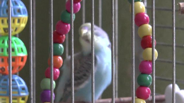 мой волнистик Кеша смотреть онлайн