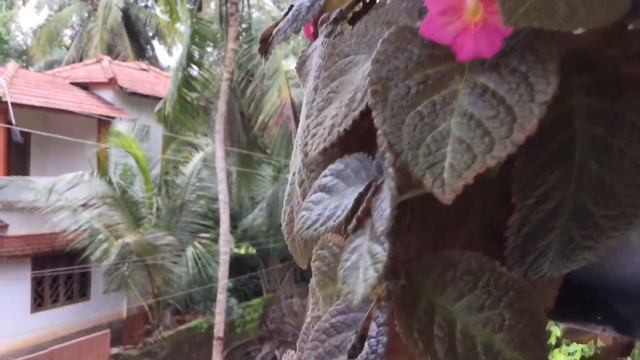 Flame Violet Plant Caring And Potting Malayalam #giveaway | #Episcia  |#malaylam | #plants