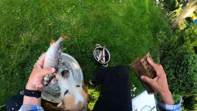 КАК ПРАВИЛЬНО ЧИСТИТЬ ОКУНЯ смотреть онлайн