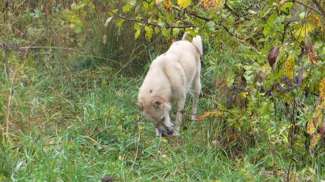 Соболь делает как Тайна смотреть онлайн
