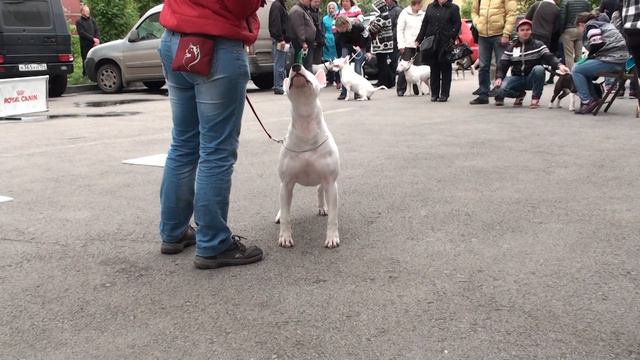 Dog Show Mono Bull terrier 2014/05/25 p12 (587) смотреть онлайн