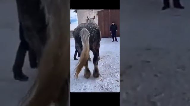 Цыганские лошоди ⚡⚡⚡??? смотреть онлайн