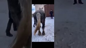 Цыганские лошоди ⚡⚡⚡???