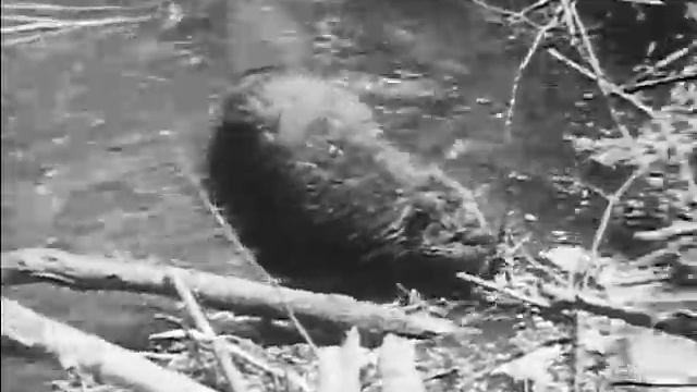 Common Animals Of The Woods (1941) смотреть онлайн