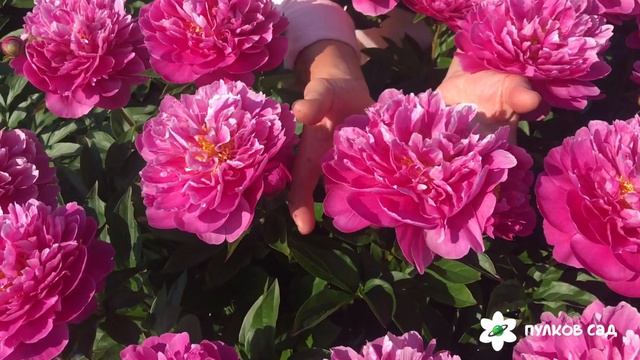 Nice gal peony. Найс гал пион. Пулков сад (2022 г) смотреть онлайн